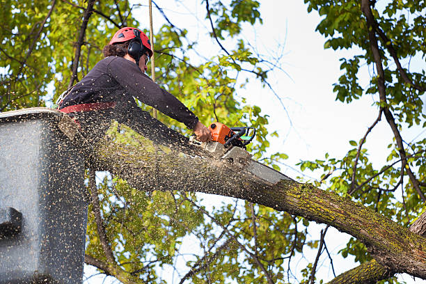 Best Best Tree Removal Services  in Pasco, WA